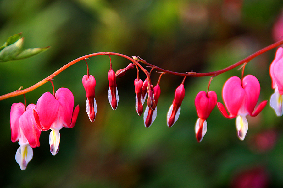 ƽ��ɽĵ�� 314_����.jpg