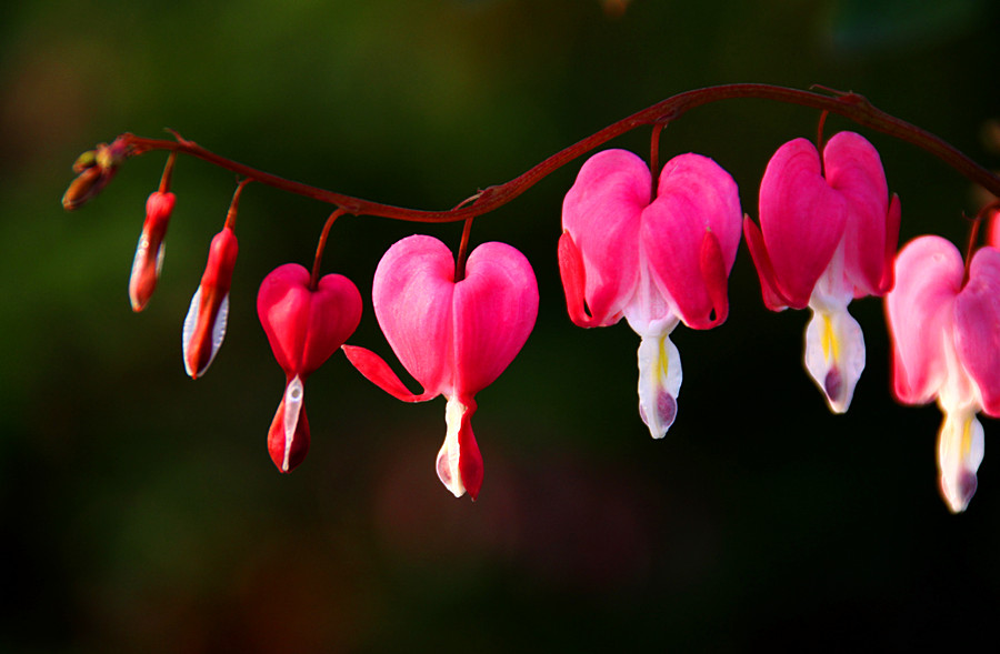 ƽ��ɽĵ�� 310_����.jpg