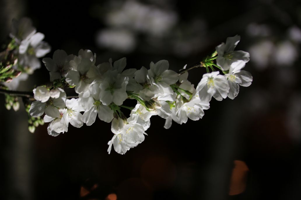 ӣ������