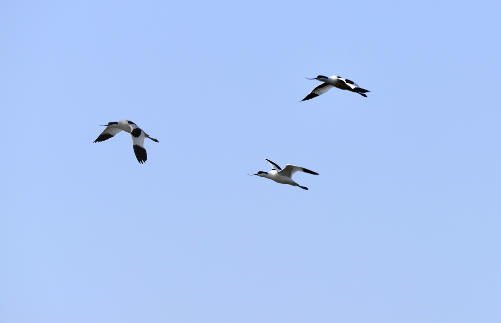 DSC_1099.JPG