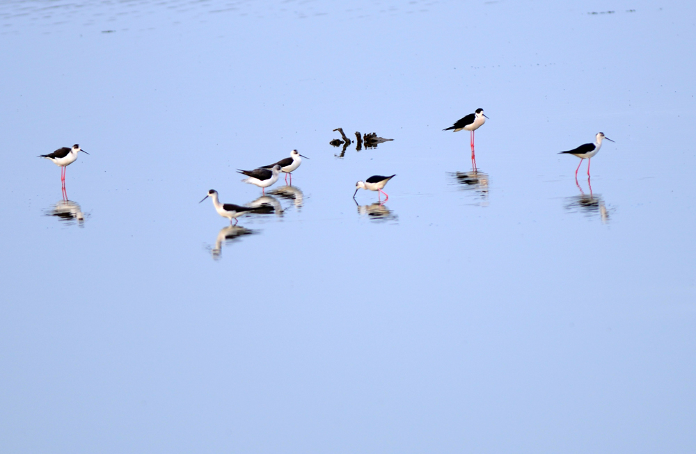 DSC_1309.JPG