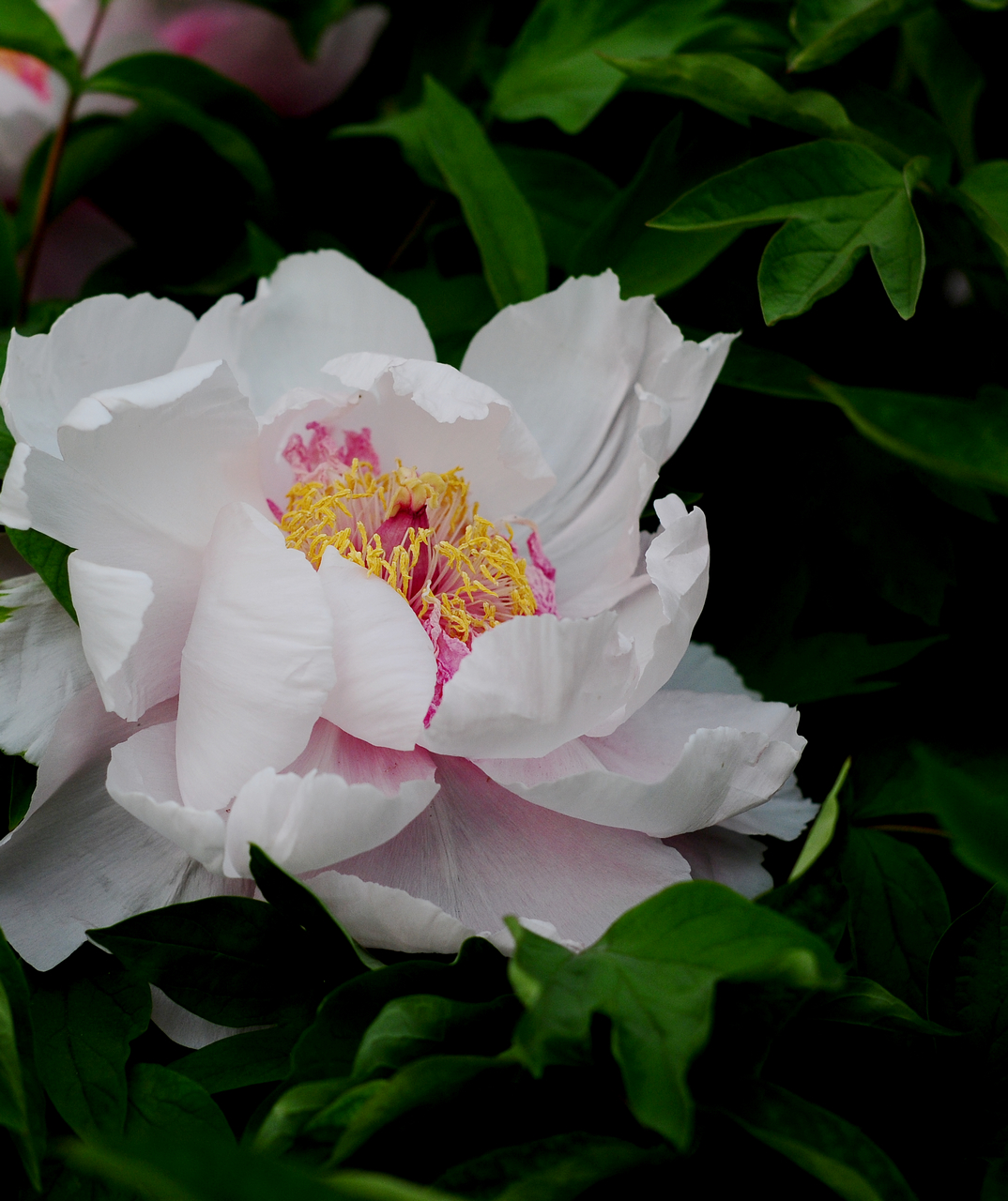 ������������ַ��԰