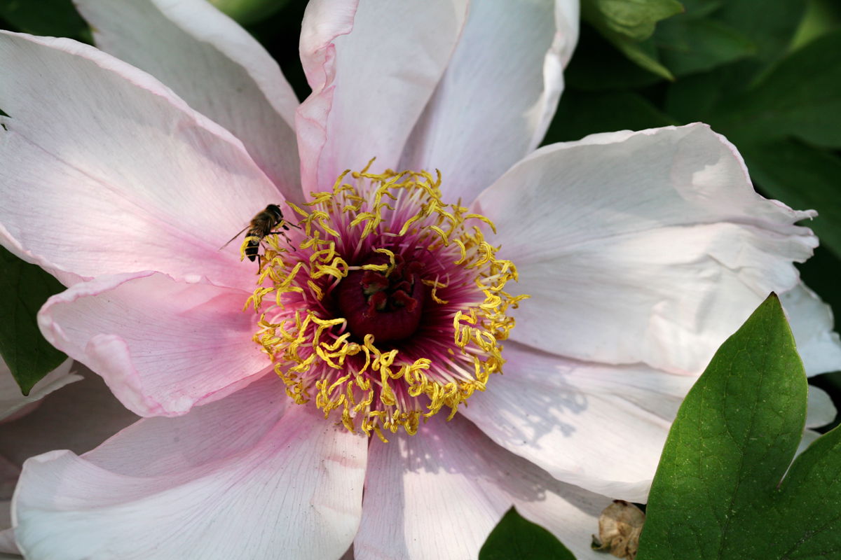 �ɻ�����