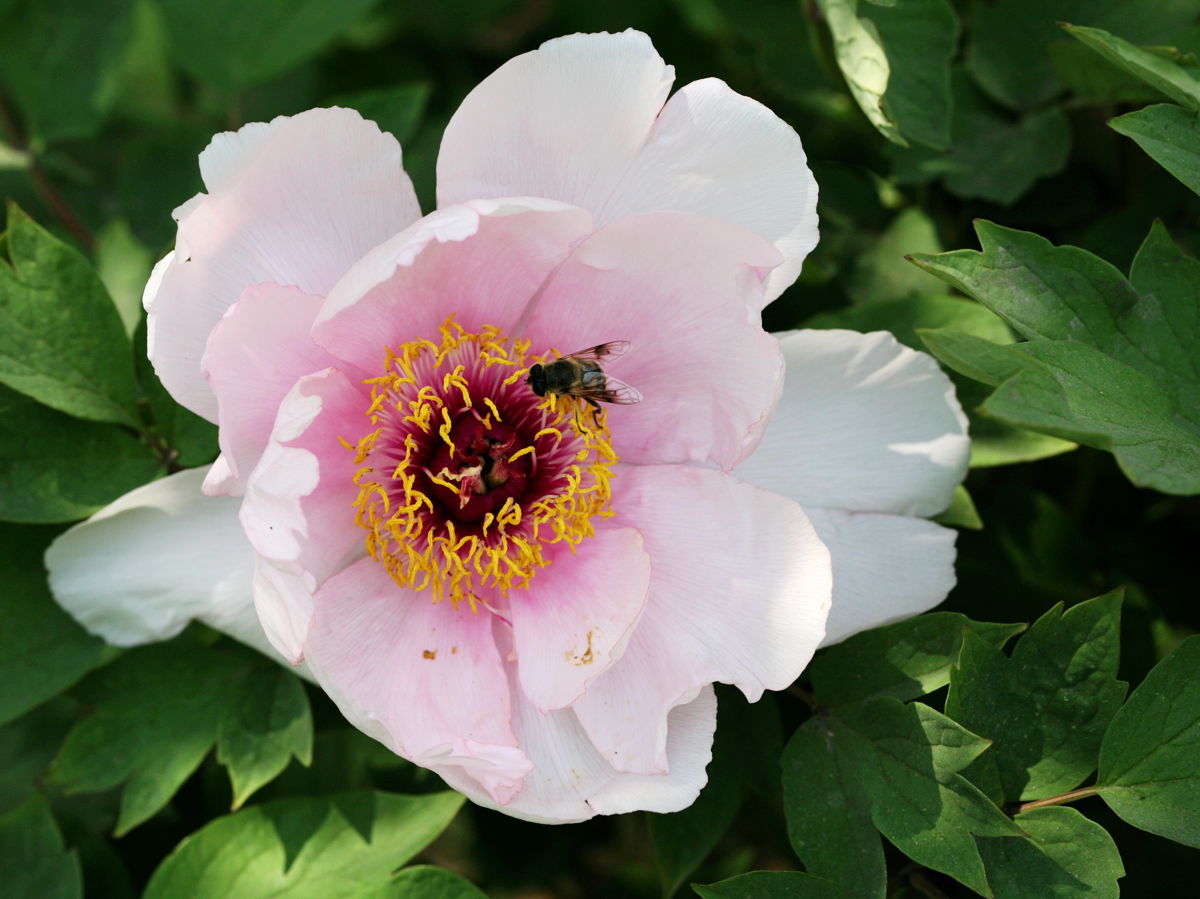 ��Ҳ�ɻ���