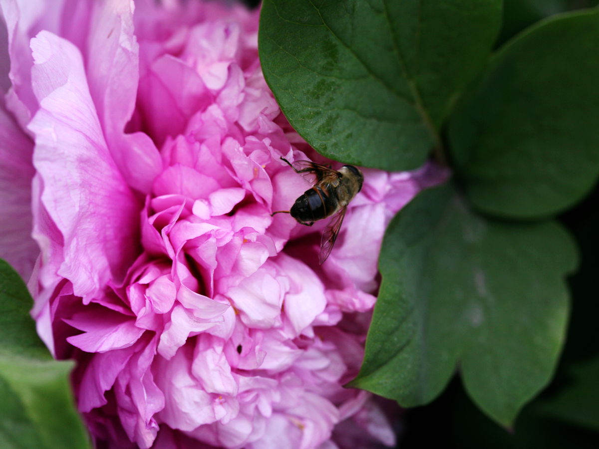 ��Ҳ���ɻ���