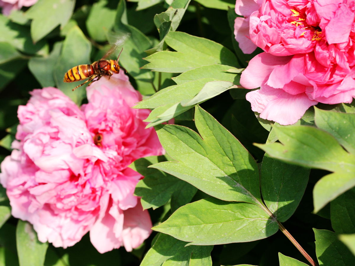 ǿ������