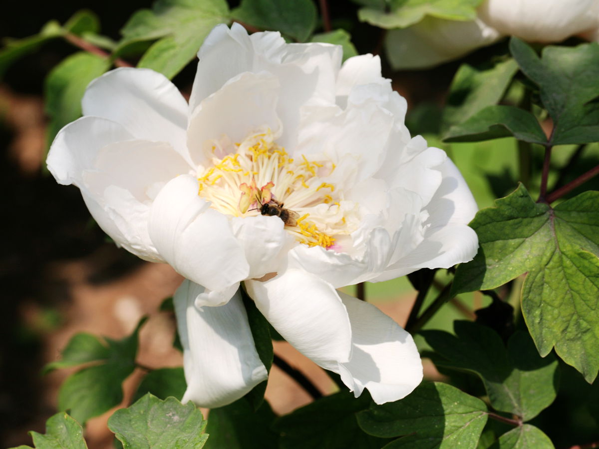 �Ҳ�����