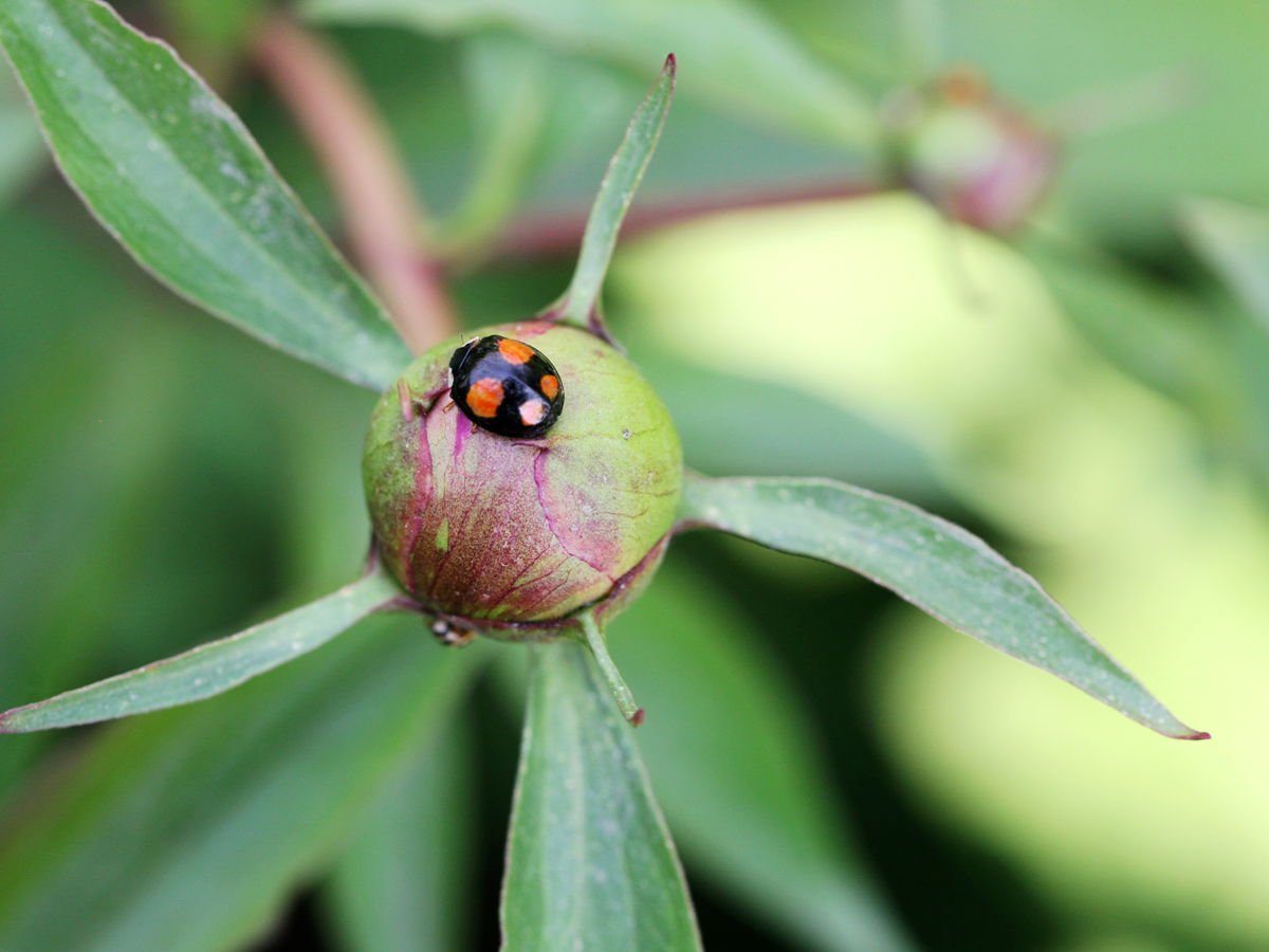 ����С���Ҳ�����