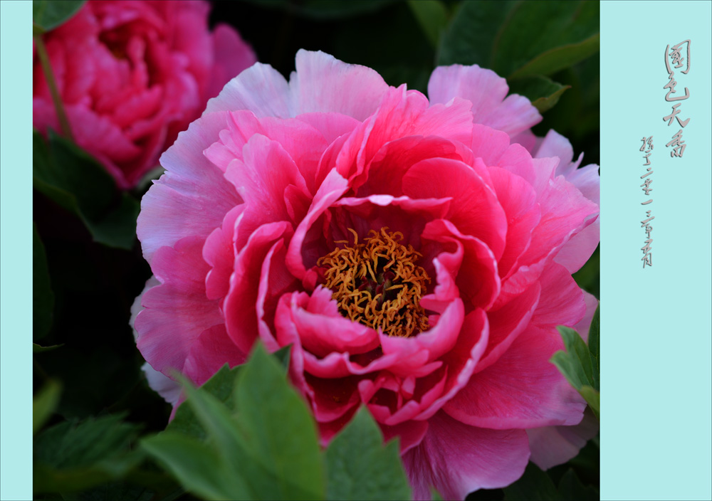 ��ɫ����