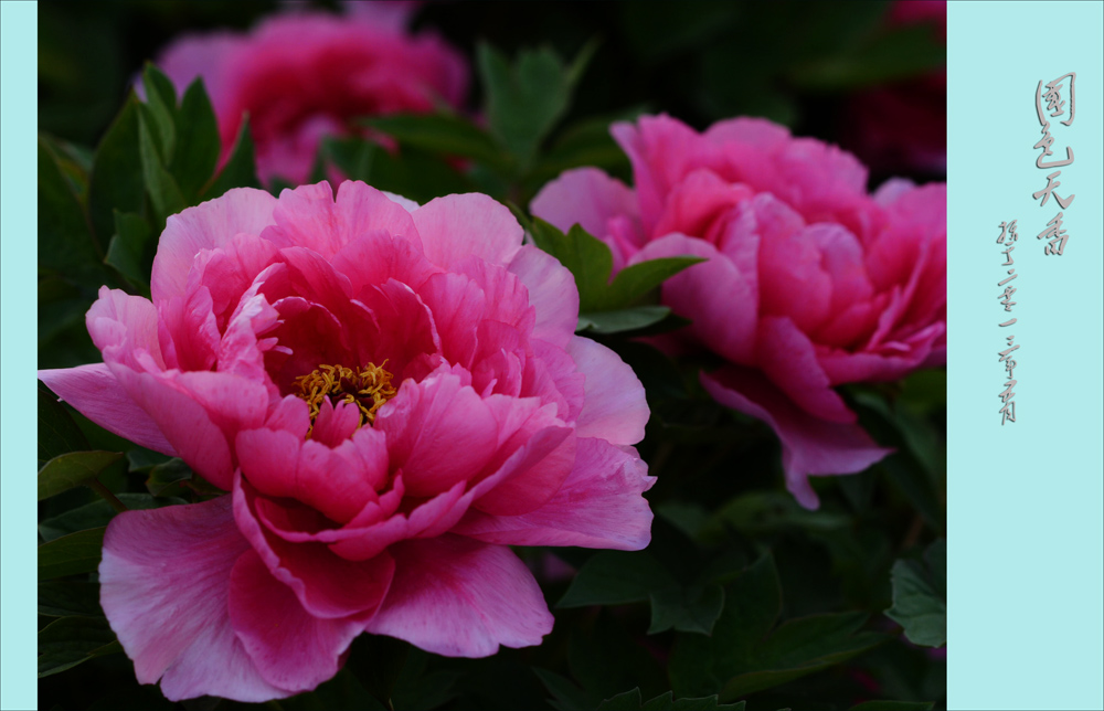 ��ɫ����