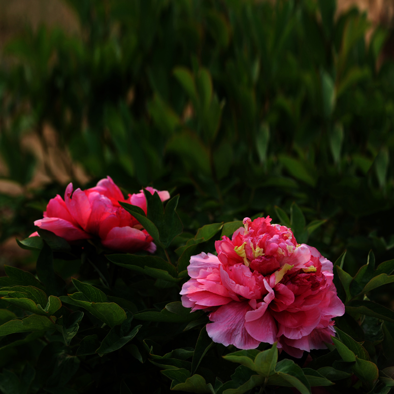 ��ɫ����