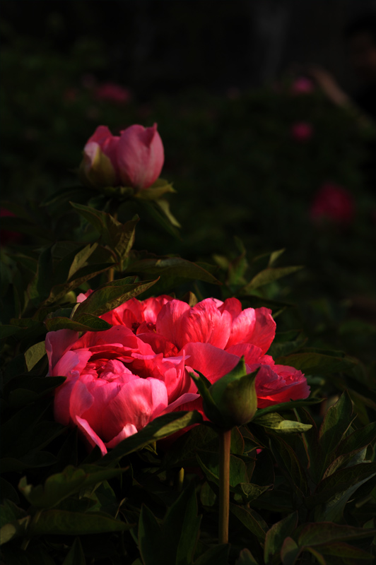 ��ɫ����