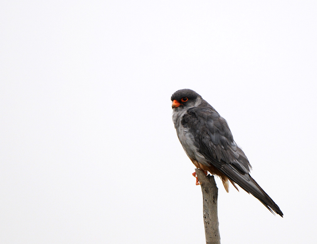 DSC_0033.jpg