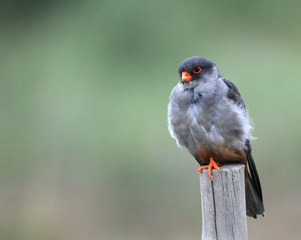 DSC_0010.jpg