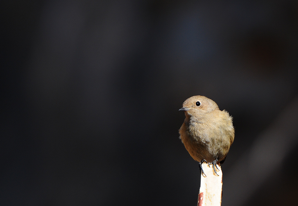 DSC_0560  4.jpg