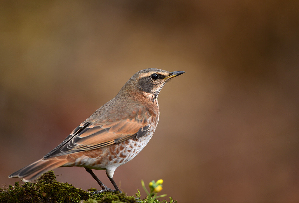 DSC_2775  1.jpg