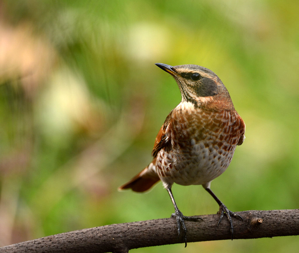 DSC_2785  2.jpg