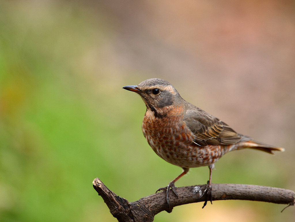 DSC_3016  3.jpg