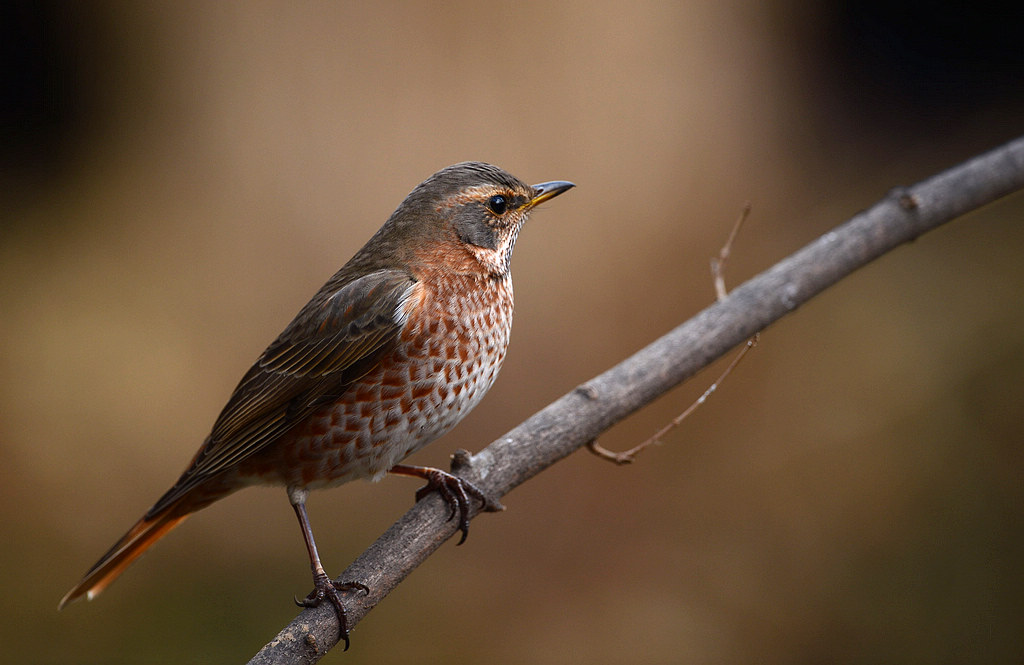 DSC_3278  4.jpg