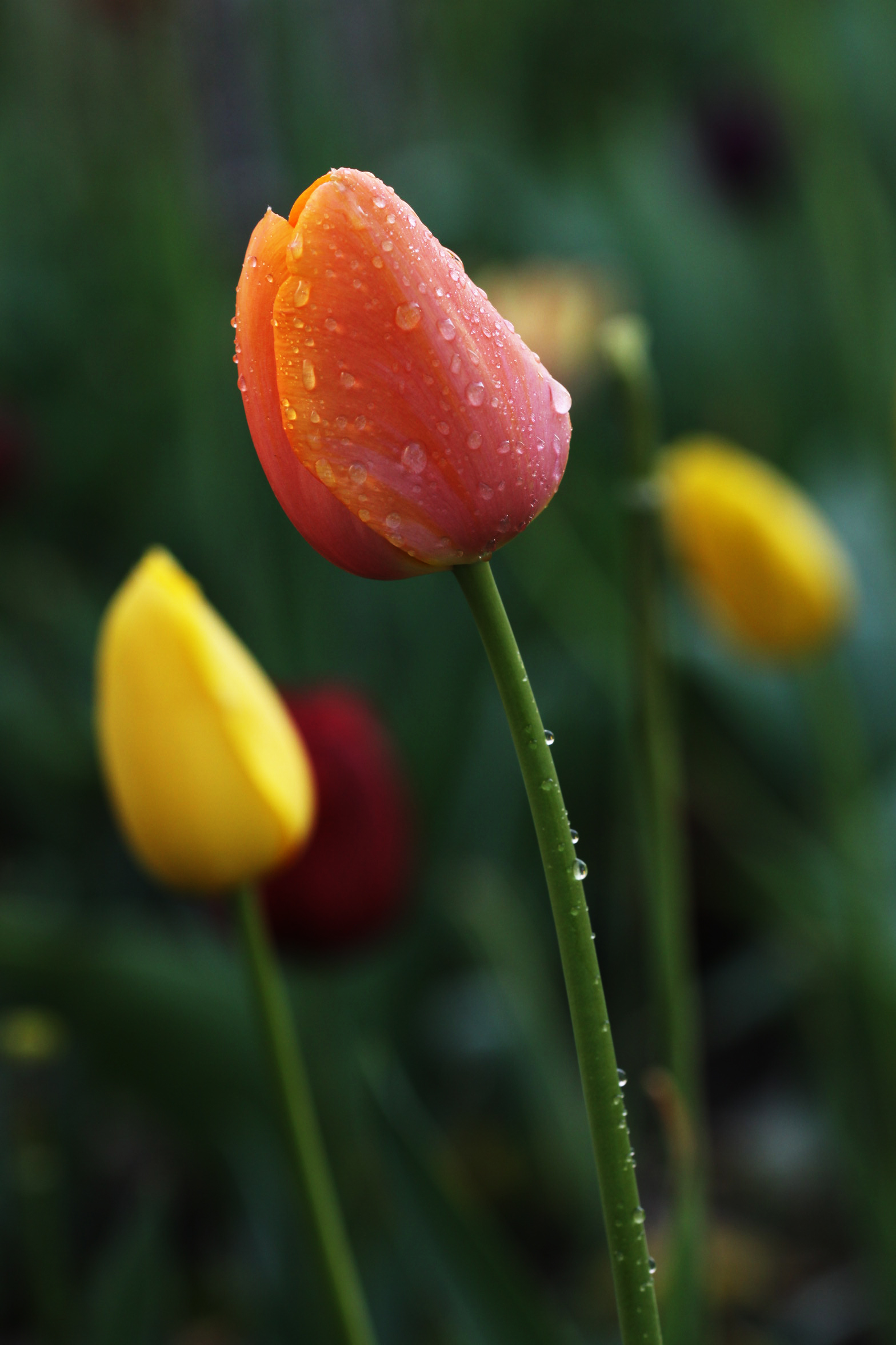 ��ȶ��ˣ����δ��ѡ�