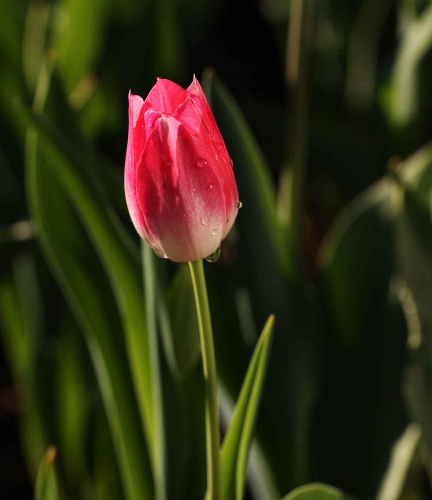 ��֮���ţ�����˶����