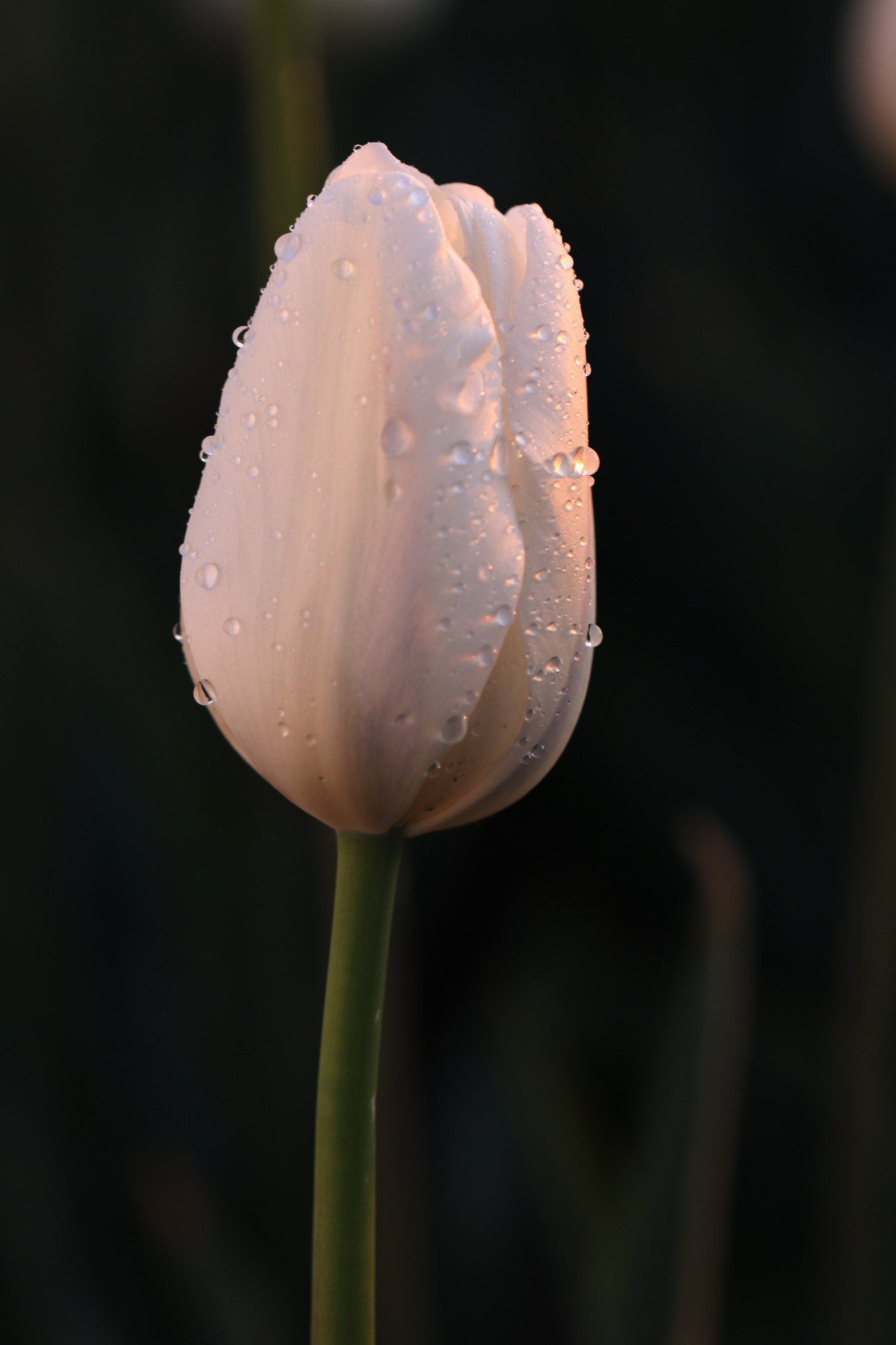 �����巼�����ա�