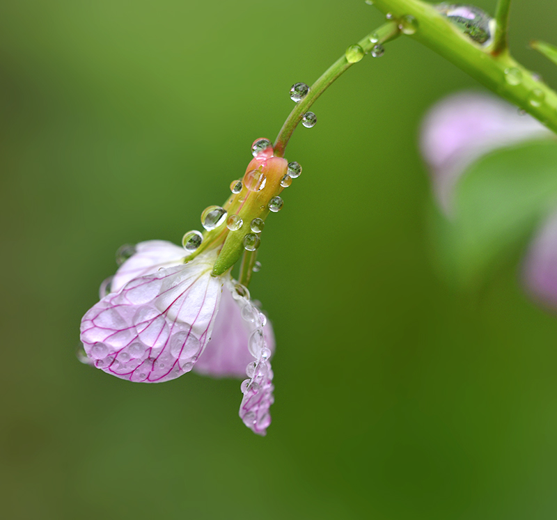 DSC_2260 ����.jpg