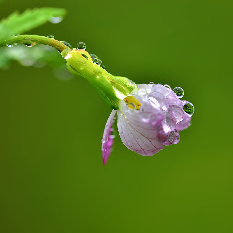 DSC_2250 ����.jpg