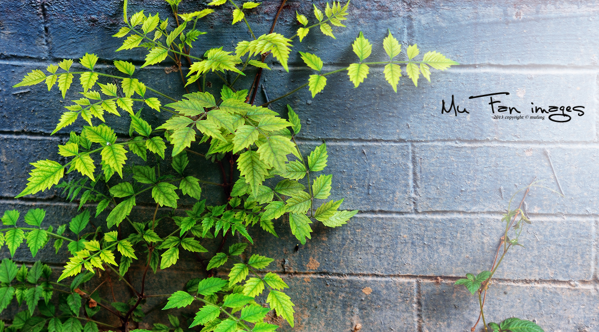 ����ϵ��