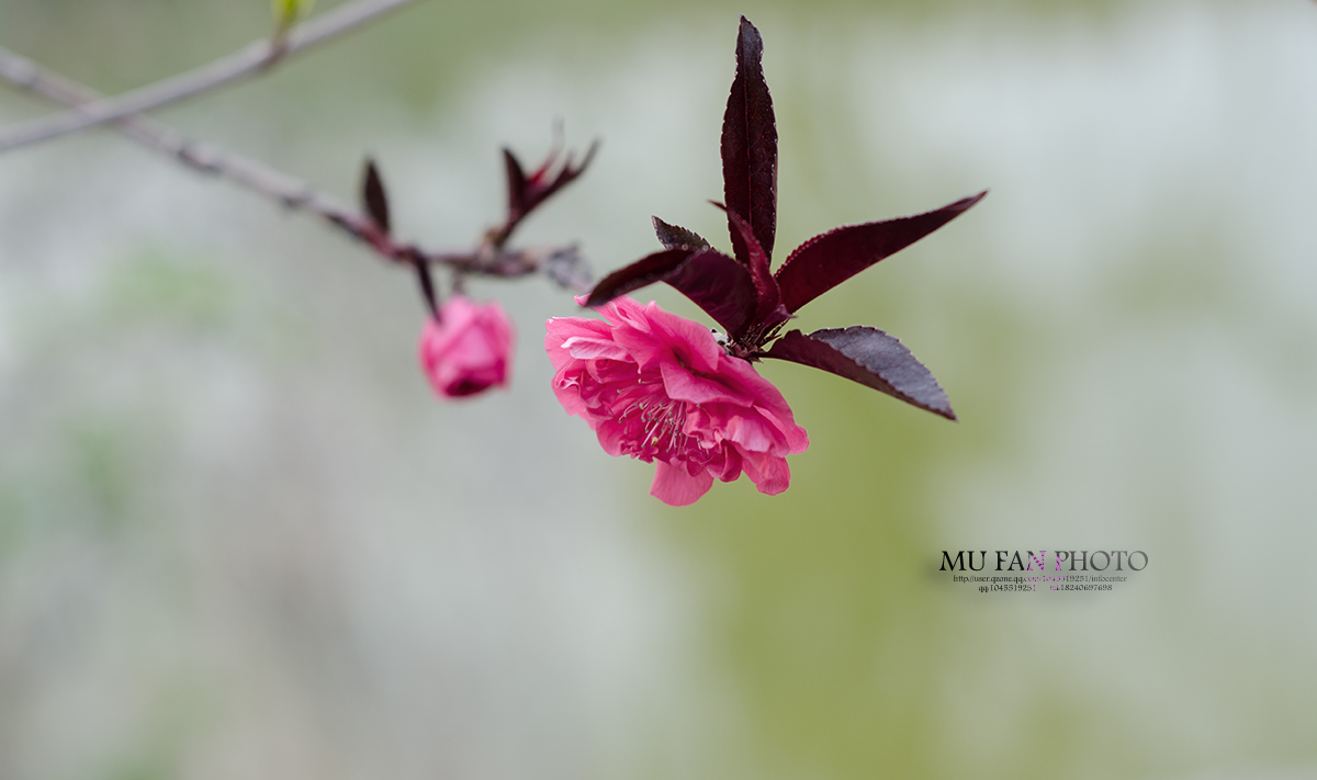 ����ϵ��