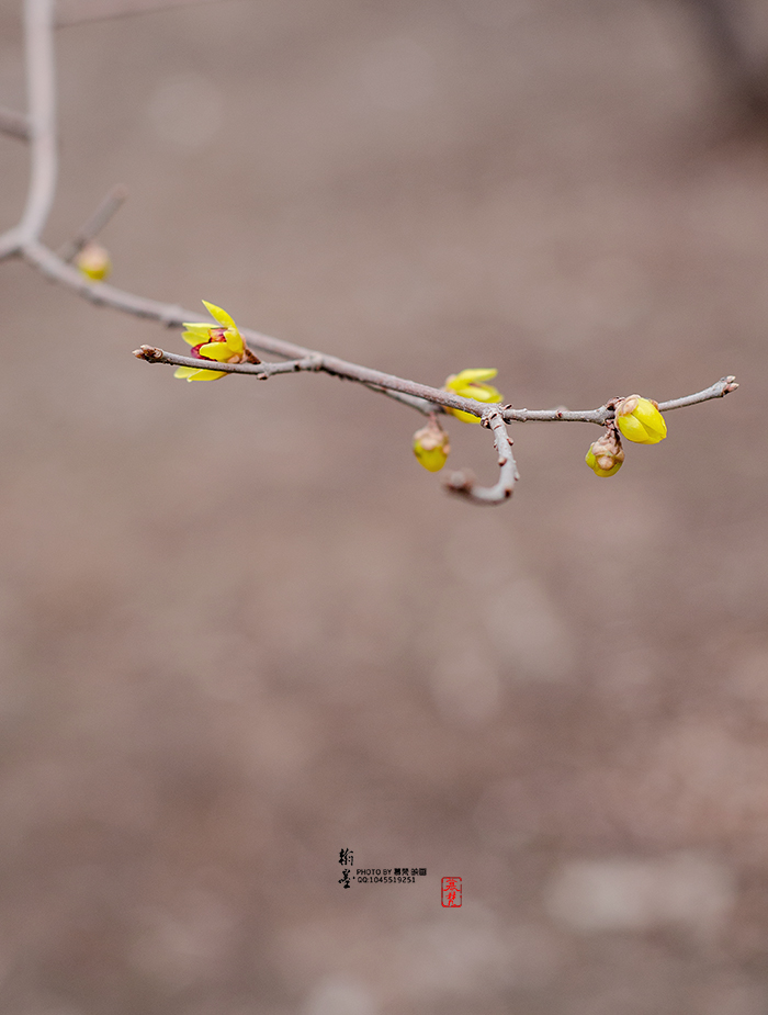 ����ϵ��