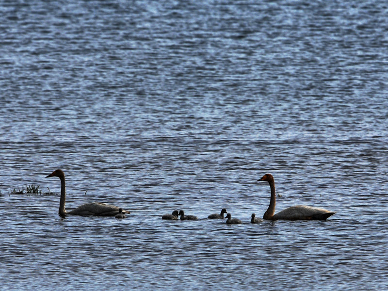 DSC_0015.jpg