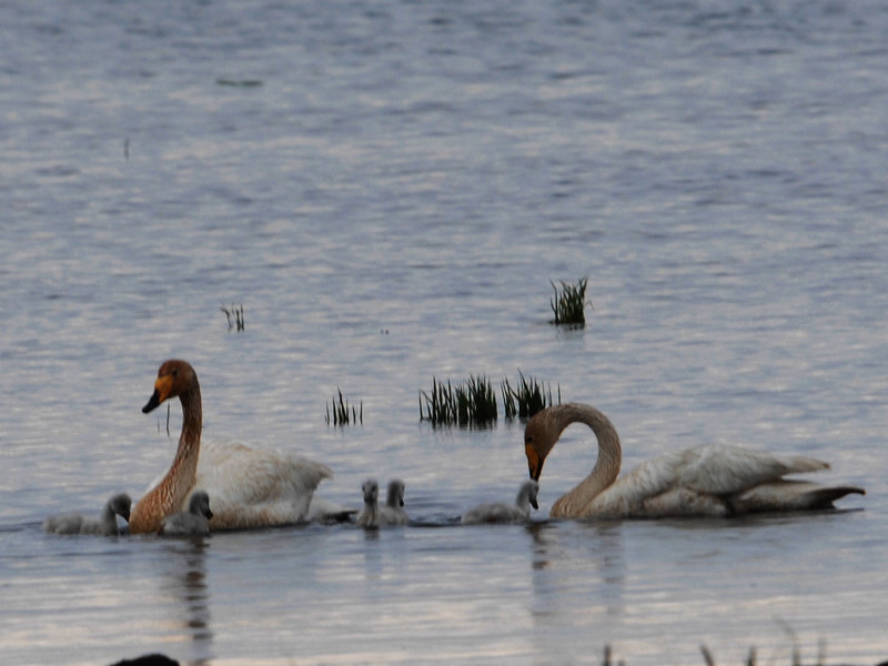 DSC_0113.jpg