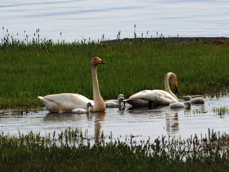 DSC_0231.jpg