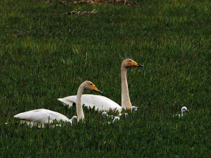 DSC_0377.jpg