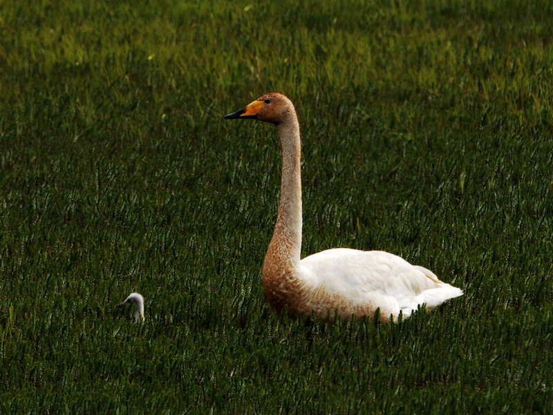 DSC_0335.jpg