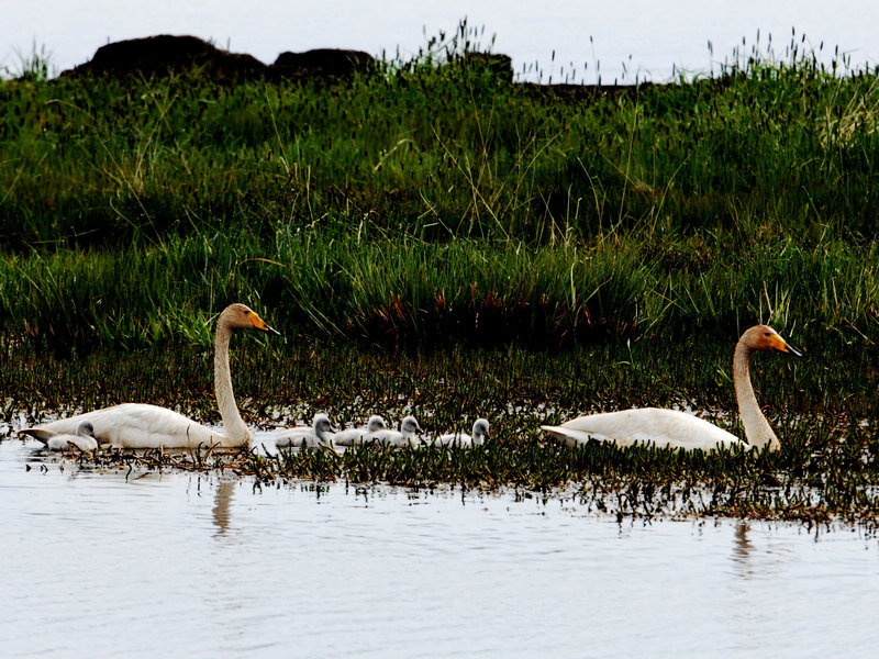 DSC_0451.jpg