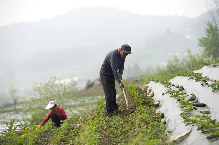 ������һ������һ���βݣ�ƶ�������������˸���ļ�����