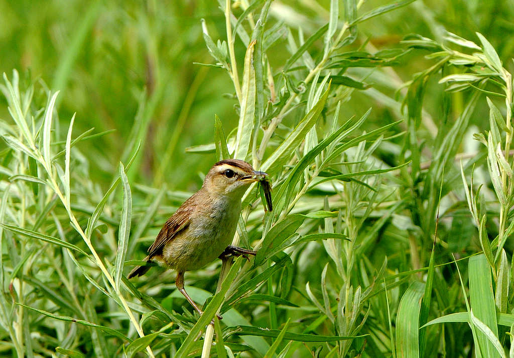 DSC_0323.jpg