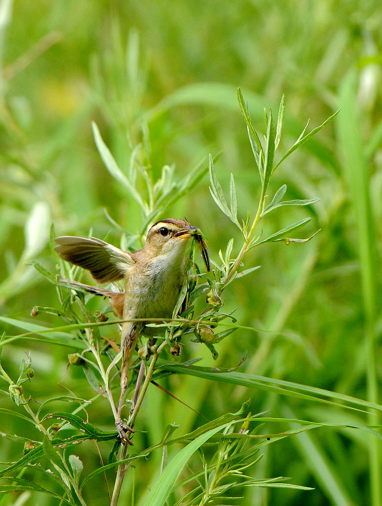 DSC_0379.jpg