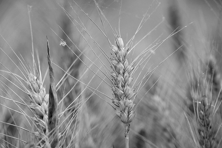 ������Ƭ 016_����.jpg