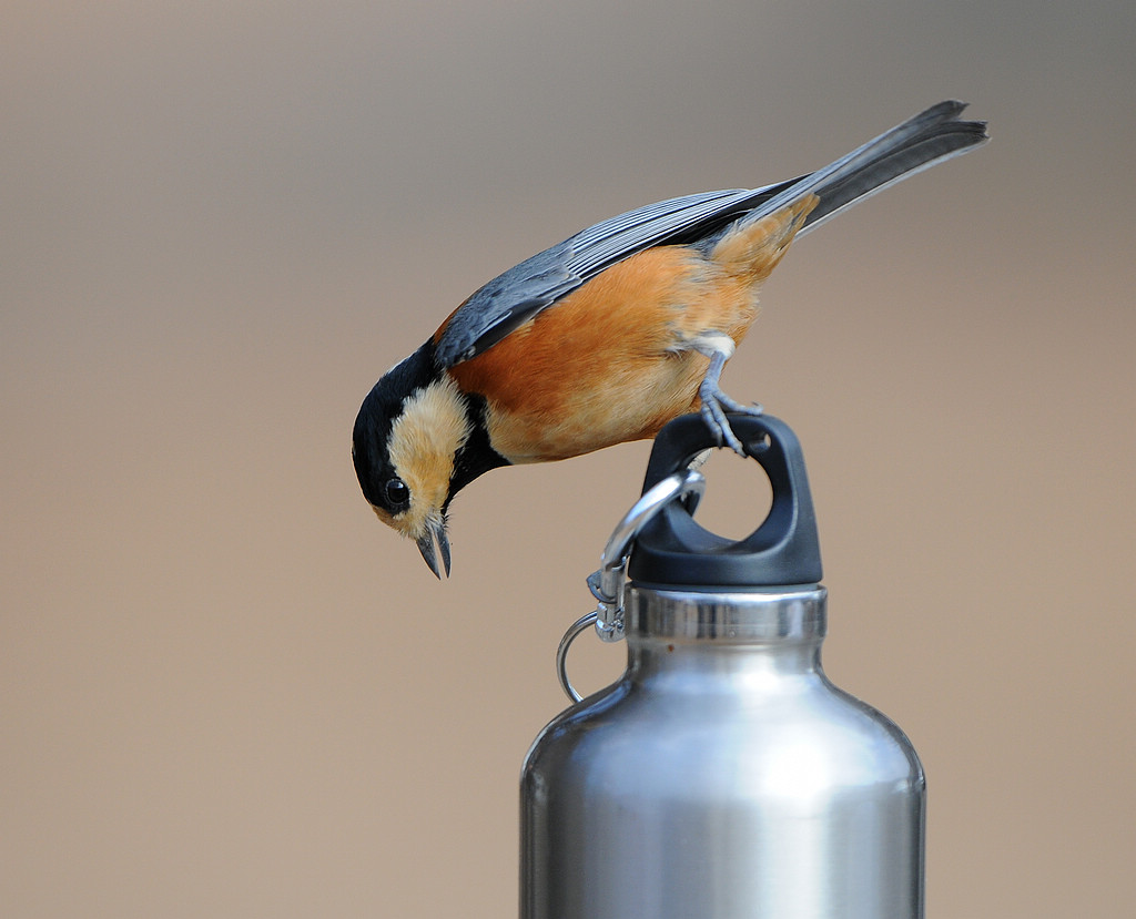 DSC_0036.jpg