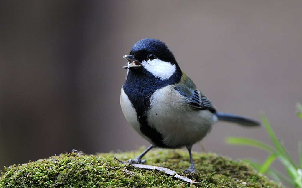 DSC_0082.jpg