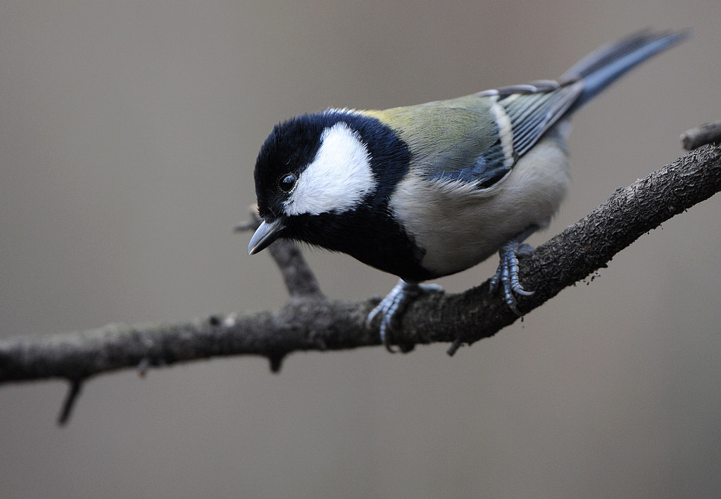 DSC_0485.jpg
