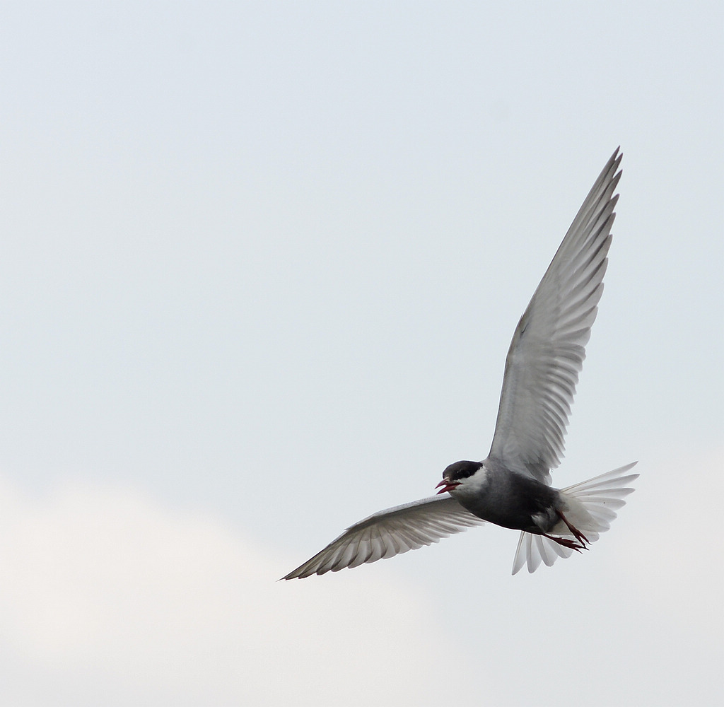 DSC_2320.jpg