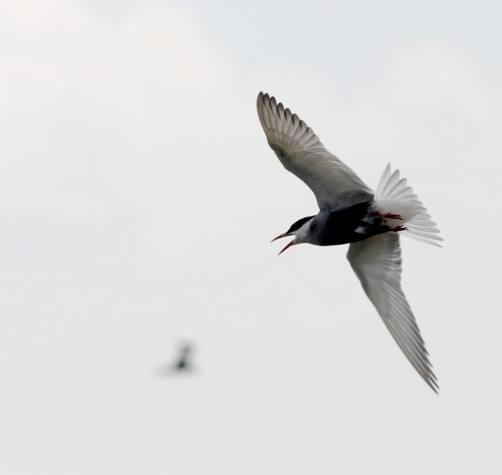 DSC_2324.jpg