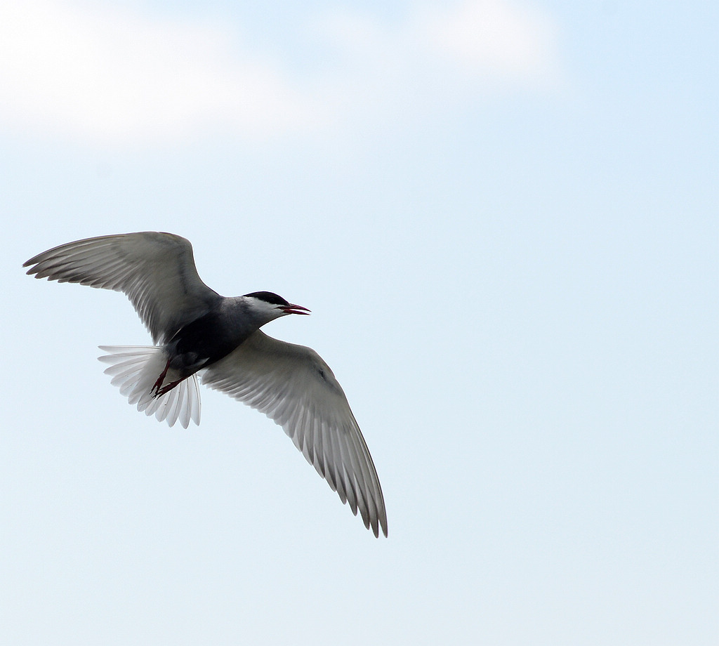 DSC_2327.jpg