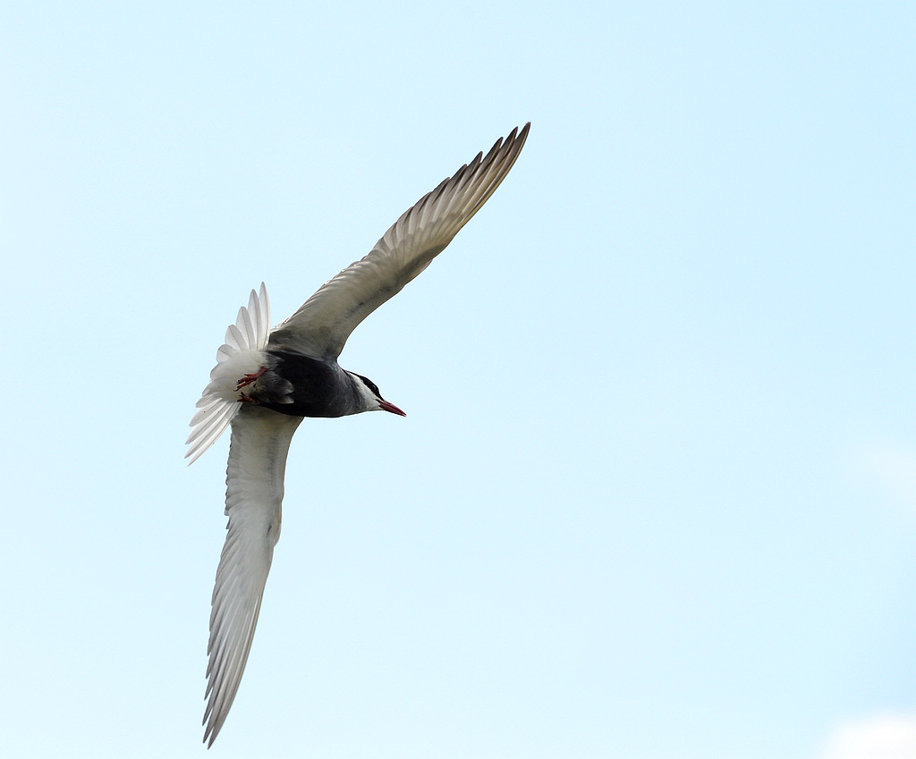 DSC_2376.jpg