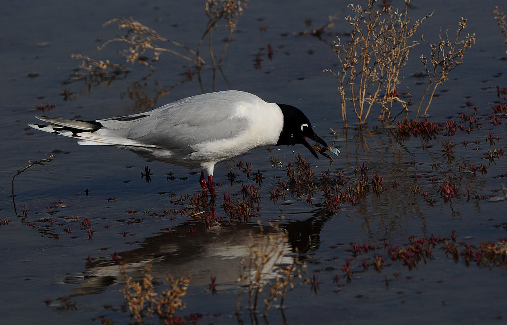 DSC_0425   2.jpg