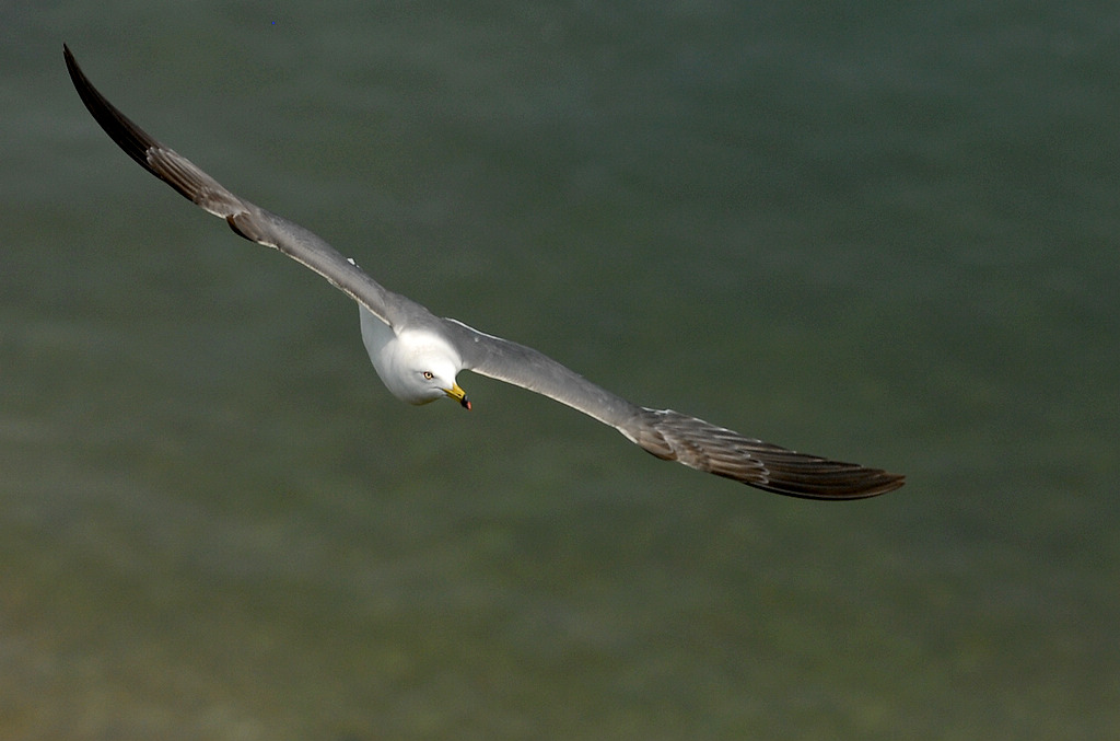 DSC_0960.jpg